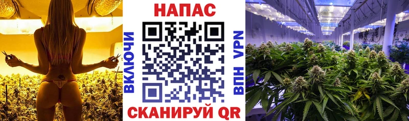 Шишки марихуана марихуана  Чекалин 
